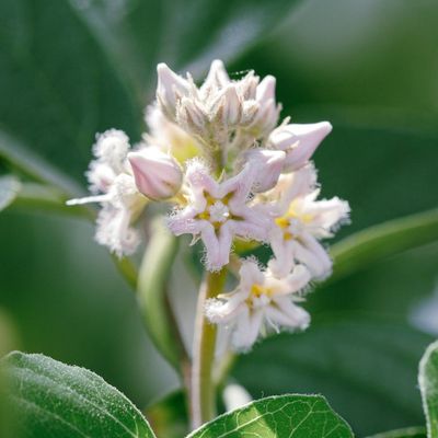 Close up of a green plant in a glass